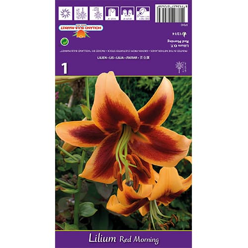 Lis Red Morning interface.image 1 interface.art 77842