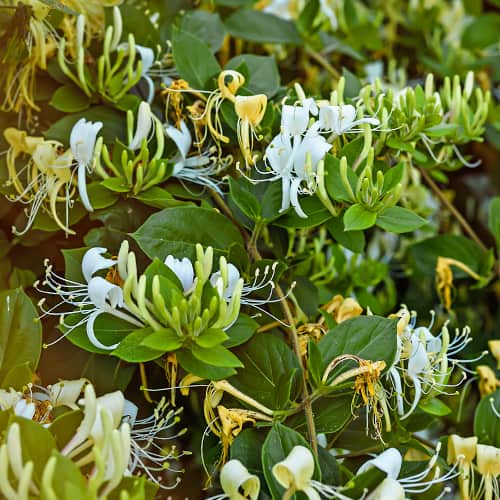 Lonicera periclymenum Graham Thomas, С2 interface.image 1 interface.art 7787