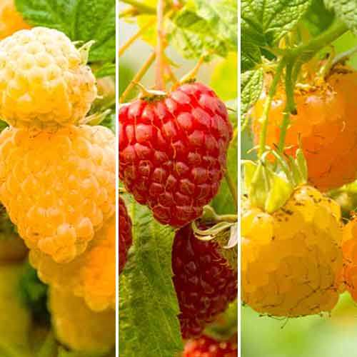 Lot de framboises géantes répétitives, 3 plants interface.image 1 interface.art 5844