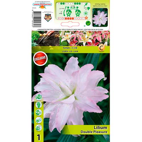 Lys Asiatic Double Pleasure interface.image 1 interface.art 76306