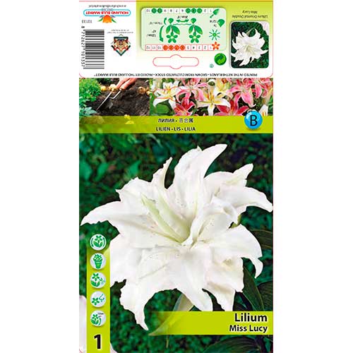 Lys Miss Lucy interface.image 1 interface.art 76316