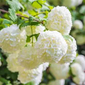 Lys corail Roseum, P9 interface.image 1 interface.art 9048