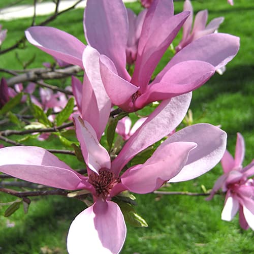 Magnolia Betti, C2 interface.image 1 interface.art 1560