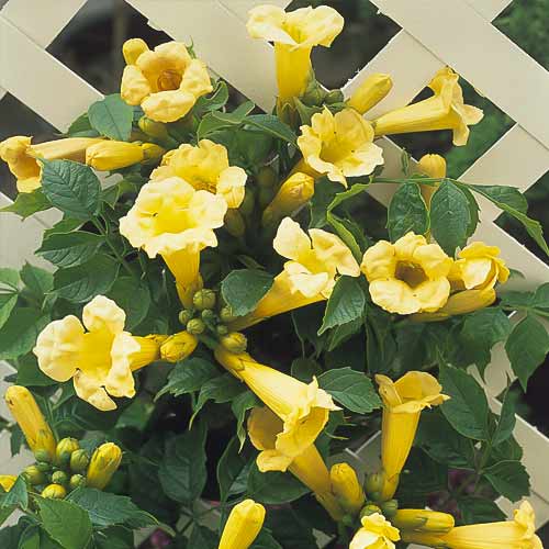 Millet américain Flava, С2 interface.image 1 interface.art 8210