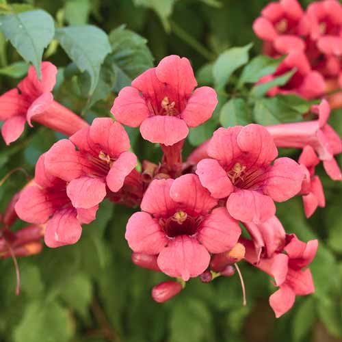 Millet américain Gabor, С2 interface.image 1 interface.art 8211