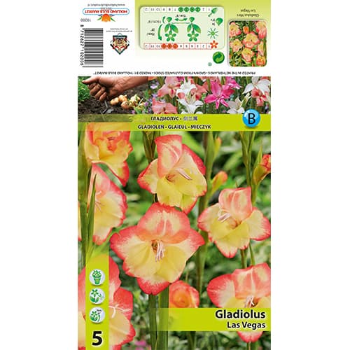 Mini glaïeul Las Vegas interface.image 1 interface.art 77825