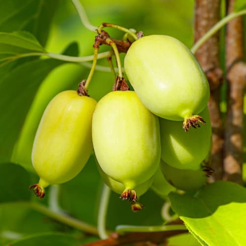 Mini kiwi (actinidia) Chang Bai Giant, С2 interface.image 1 interface.art 5456