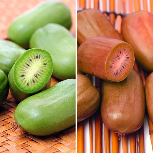 Mini kiwi (actinidia) Green Duo Set, 2 plants interface.image 1 interface.art 9337