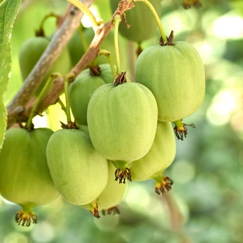 Mini kiwi (actinidia) Hokey Pokey®, С2 interface.image 1 interface.art 5449