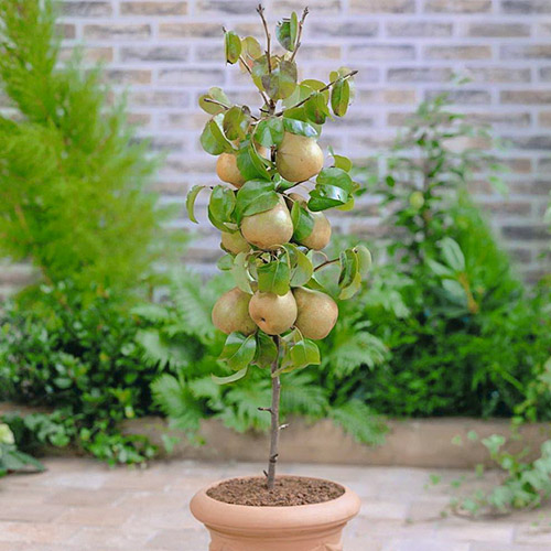 mini Poirier GardenPearl®, C2 interface.image 1 interface.art 1646