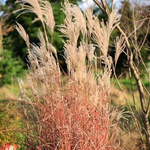 Miscanthus chinois Little Miss, P9 interface.image 1 interface.art 5868