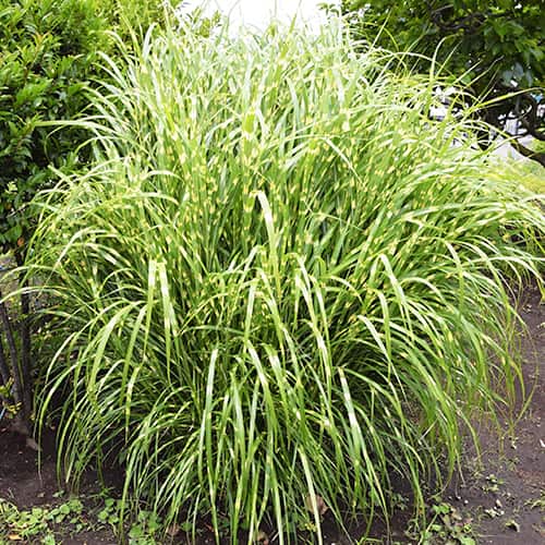 Miscanthus Zebrinus chinois, P9 interface.image 1 interface.art 5658
