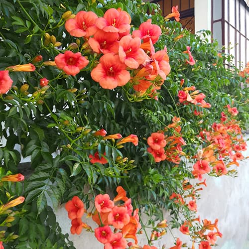 Millet américain (Campsis), P9 interface.image 1 interface.art 9181