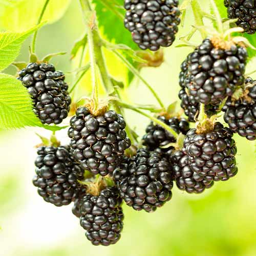 Mûre Black Satin, Р9 interface.image 1 interface.art 7692