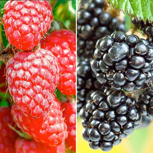 Mûre en duo, 2 plants interface.image 1 interface.art 7643