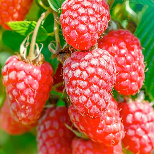 Mûre - framboise Gigant, Р9 interface.image 1 interface.art 7511