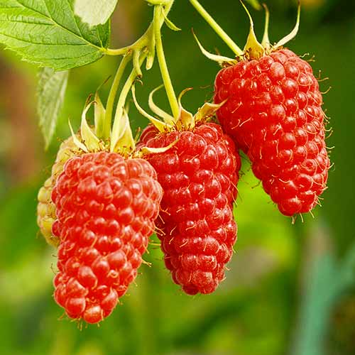 Mûre - framboise Tayberry Medana, Р9 interface.image 1 interface.art 7510