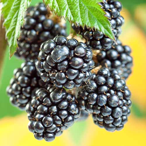 Mûre Gigant, Р9 interface.image 1 interface.art 7506