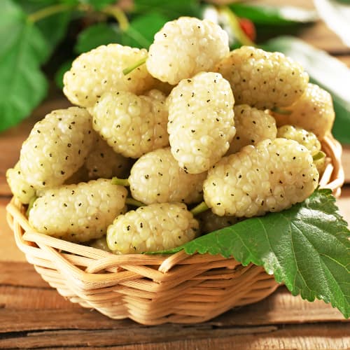 Mûrier blanc, P9 interface.image 1 interface.art 5858