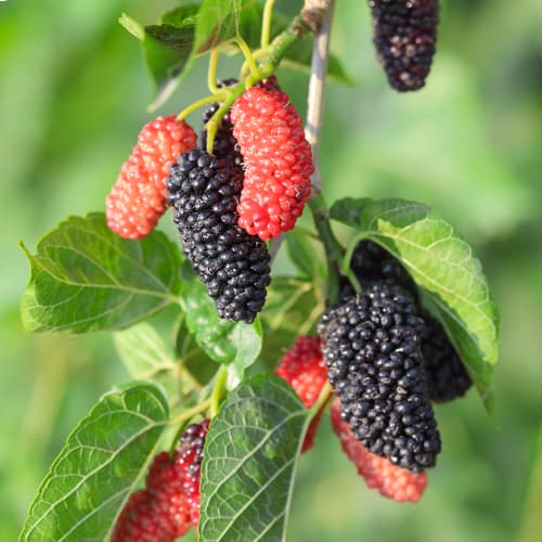 Mûrier Full Seasons, С2 interface.image 1 interface.art 5452