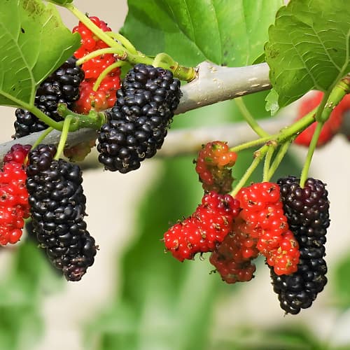 Mûrier Sweet Dream, P9 interface.image 1 interface.art 1587