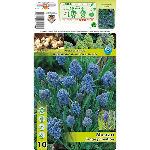 Muscari Fantasy Creation interface.image 1 interface.art 67402