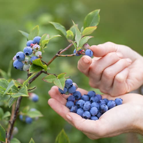 Myrtille Brigitta, P9 interface.image 1 interface.art 9292