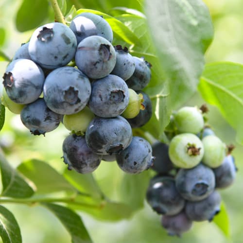 Myrtille Chandler, P9 interface.image 1 interface.art 9299