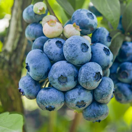 Myrtille Colibri, P9 interface.image 1 interface.art 1579