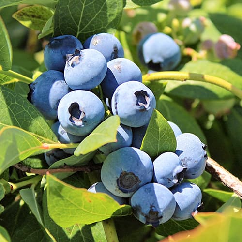 Myrtille d'or, P9 interface.image 1 interface.art 9323