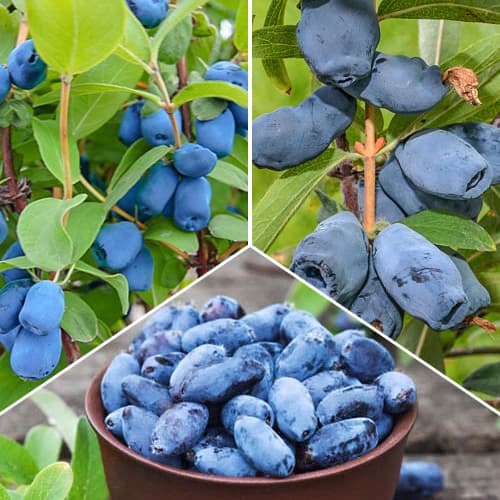 Myrtille du Kamtchatka set, 3 plants interface.image 1 interface.art 1589