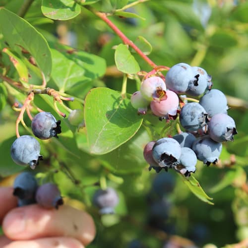 Myrtille Duke, P9 interface.image 1 interface.art 9216