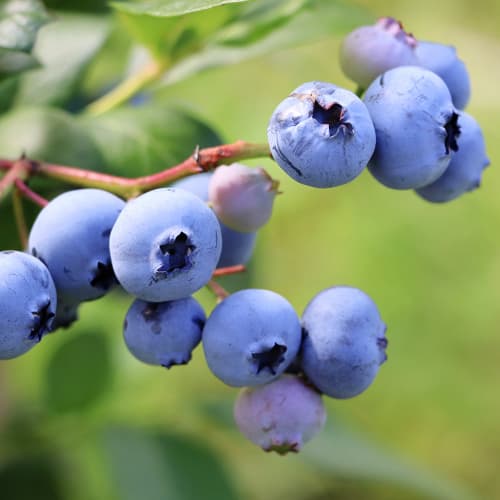 Myrtille Early Blue, P9 interface.image 1 interface.art 9301