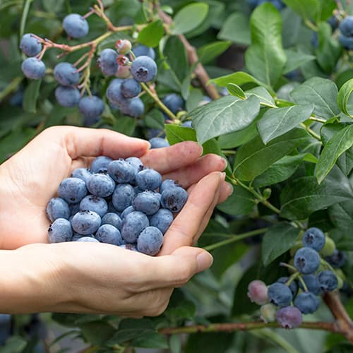 Myrtille Eliot, P9 interface.image 1 interface.art 9327