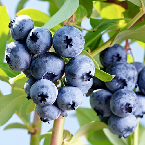 Myrtille Elizabeth, P9 interface.image 1 interface.art 9300