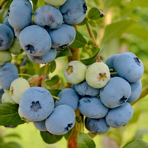 Myrtille New Hanover, P9 interface.image 1 interface.art 1580