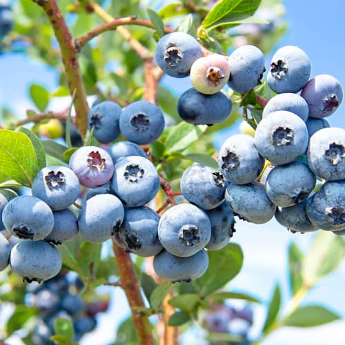 Myrtille Sweetheart, P9 interface.image 1 interface.art 1581