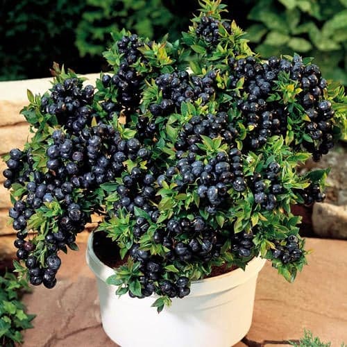 Myrtille Top Hat, P9 interface.image 1 interface.art 9243