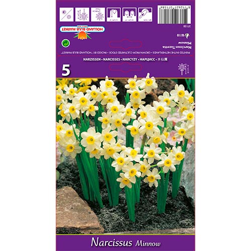 Narcisse Minnow interface.image 1 interface.art 67652