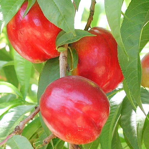 Nectarinier Aeris, С2 interface.image 1 interface.art 6935