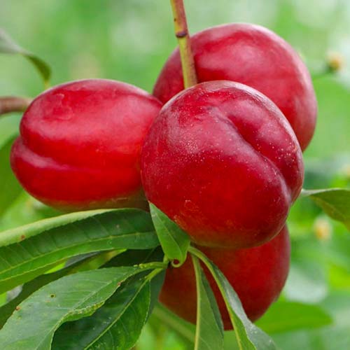 Nectarinier Late Love interface.image 1 interface.art 1629