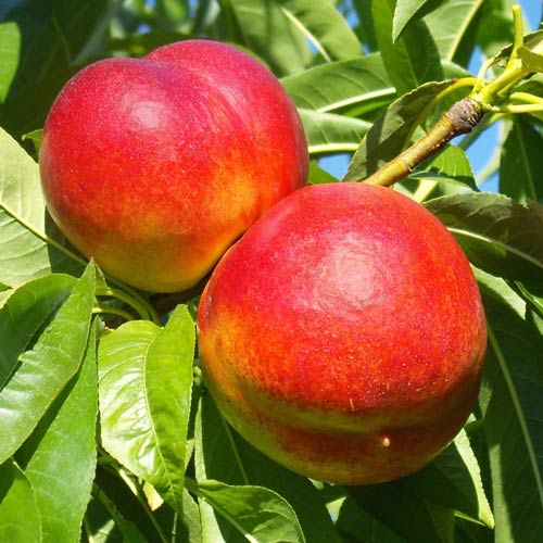 Nectarinier Star Coral, C2 interface.image 1 interface.art 9685