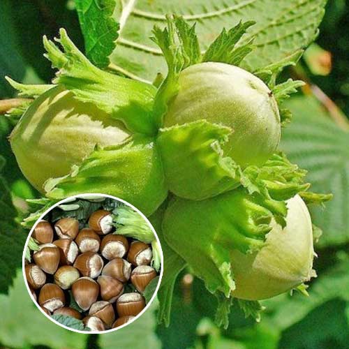 Noisetier Barcelona, С2 interface.image 1 interface.art 7037