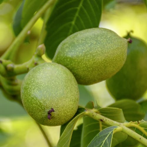 Noyer Franquette, C2 interface.image 1 interface.art 9686