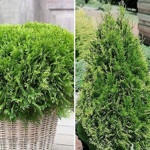 Offre exceptionnelle! Coniferous Duet, set de 2 plants interface.image 1 interface.art 9468