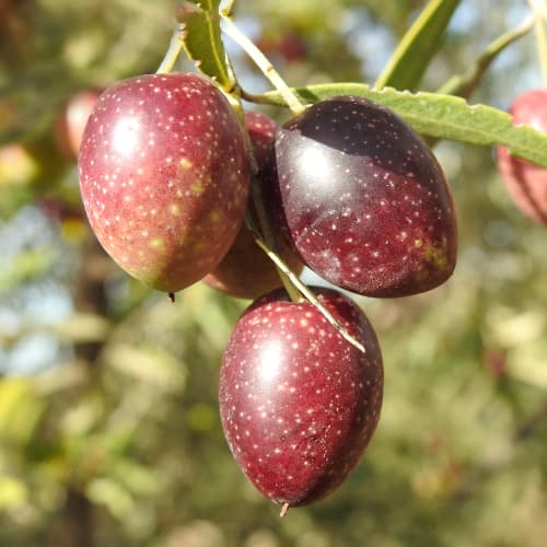 Olivier Carolea, C2 interface.image 1 interface.art 9680