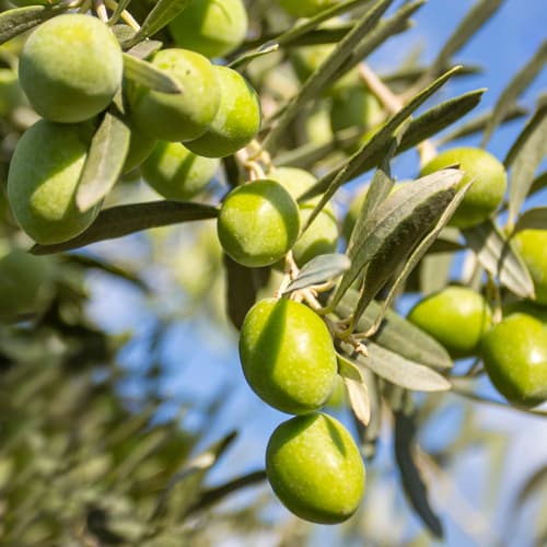 Olivier Damaskinati, C2 interface.image 1 interface.art 9682