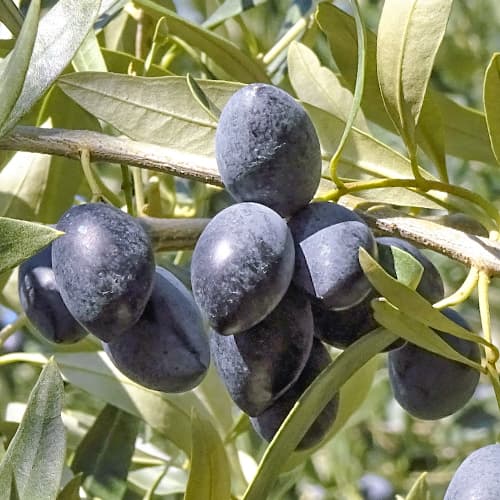 Olivier Kalamon, C2 interface.image 1 interface.art 9683