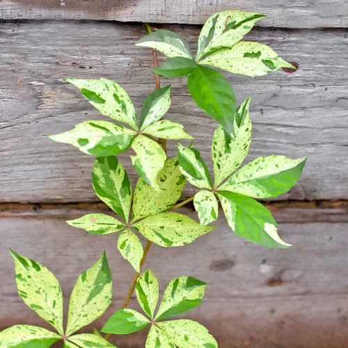 Parthenocissus Star Showers, P9 interface.image 1 interface.art 5866