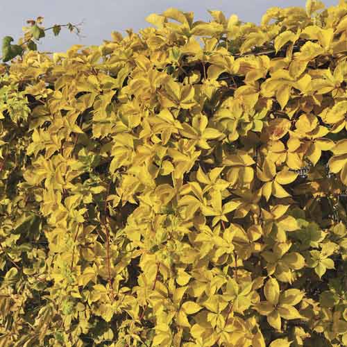 Parthenocissus Yellow Wall PBR, С2 interface.image 1 interface.art 8233